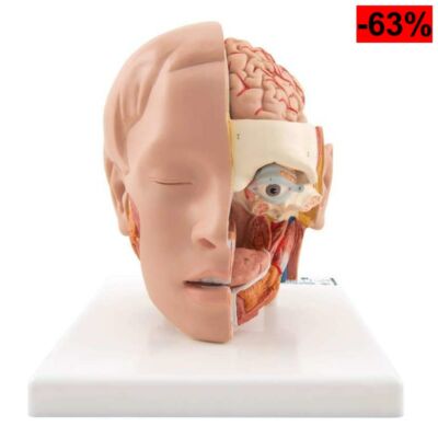 3B Scientific Cabeza a Tamaño Real con Cerebro
